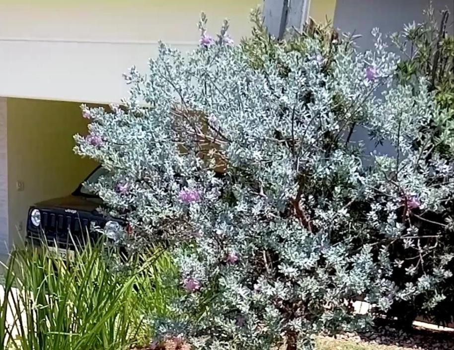 Arbusto florido em jardim residencial